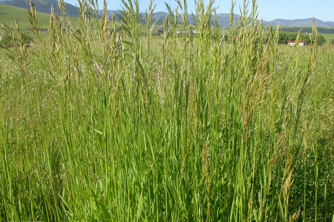 Какие кормовые травы самые полезные?
